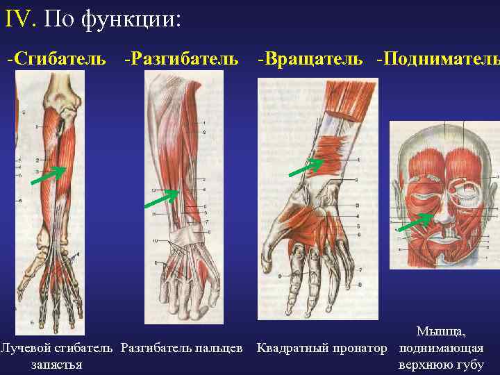 Лучевой сгибатель кисти