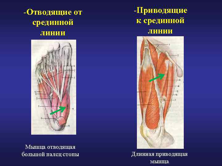 -Отводящие от срединной линии Мышца отводящая большой палец стопы -Приводящие к срединной линии Длинная