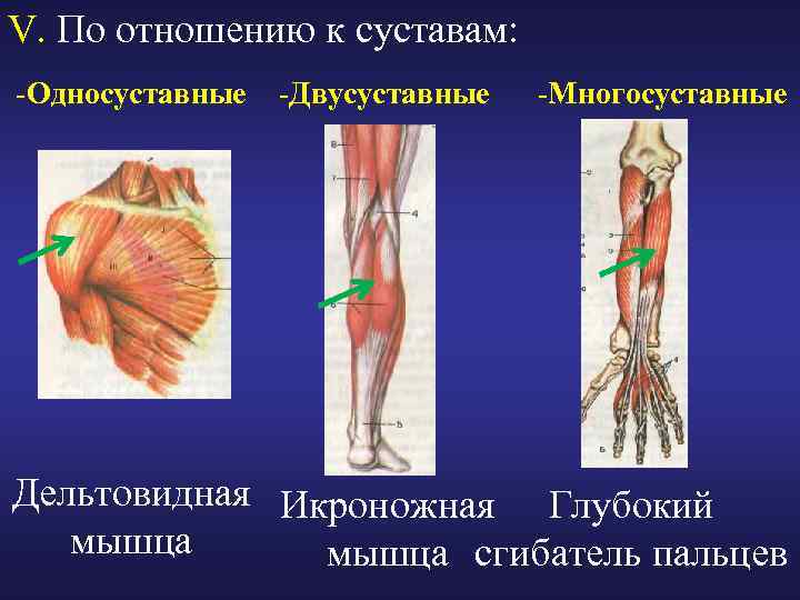 V. По отношению к суставам: -Односуставные -Двусуставные -Многосуставные Дельтовидная Икроножная Глубокий мышца сгибатель пальцев