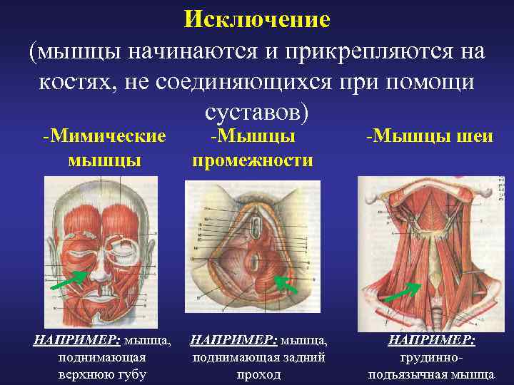 Исключение (мышцы начинаются и прикрепляются на костях, не соединяющихся при помощи суставов) -Мимические мышцы