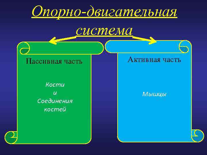 Опорно-двигательная система Пассивная часть Активная часть Кости и Соединения костей Мышцы 