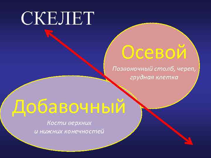 СКЕЛЕТ Осевой Позвоночный столб, череп, грудная клетка Добавочный Кости верхних и нижних конечностей 