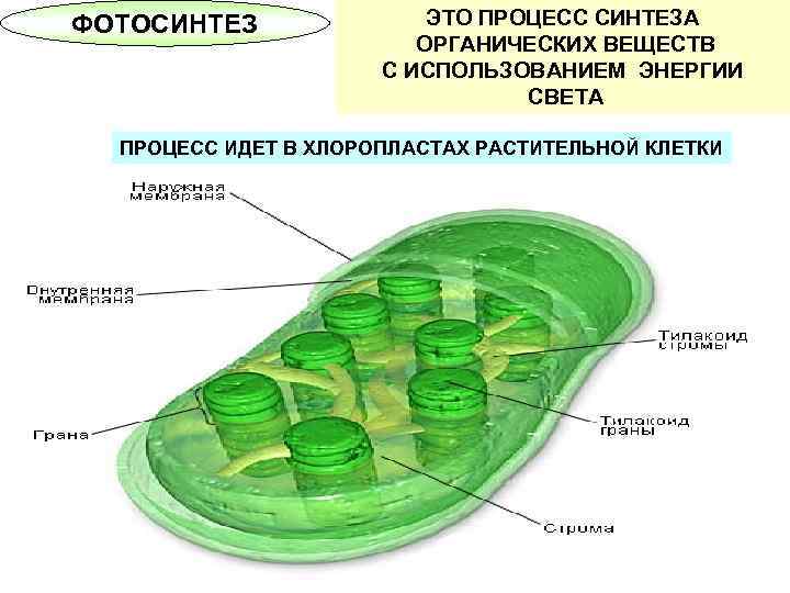 ФОТОСИНТЕЗ ЭТО ПРОЦЕСС СИНТЕЗА ОРГАНИЧЕСКИХ ВЕЩЕСТВ С ИСПОЛЬЗОВАНИЕМ ЭНЕРГИИ СВЕТА ПРОЦЕСС ИДЕТ В ХЛОРОПЛАСТАХ