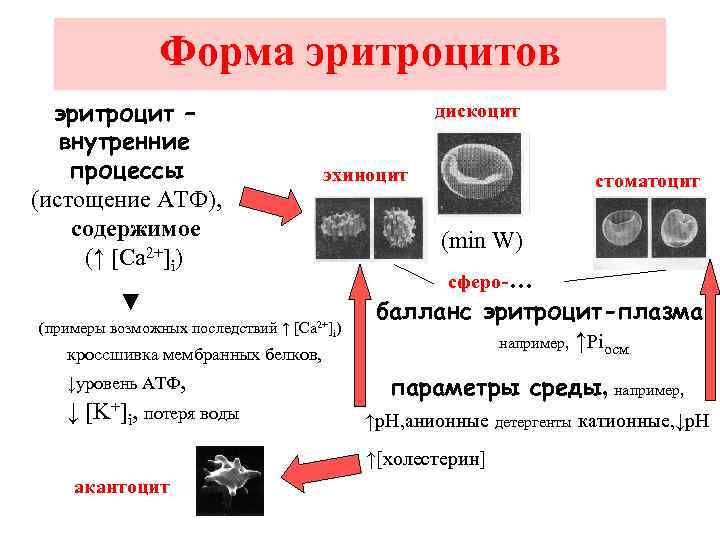 Форма эритроцитов эритроцит – внутренние процессы (истощение АТФ), содержимое (↑ [Ca 2+]i) дискоцит эхиноцит