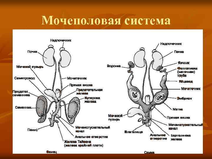 Мочеполовая система 