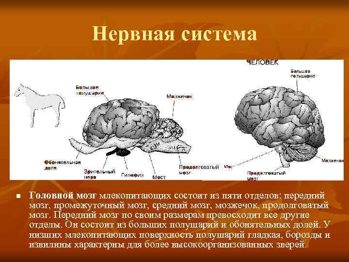 Определи рисунок на котором представлен мозг млекопитающего