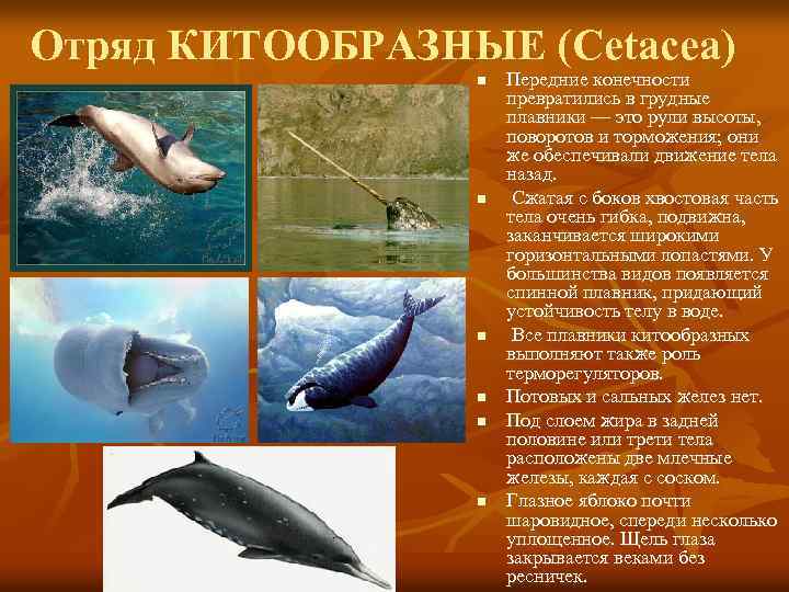 Отряд КИТООБРАЗНЫЕ (Cetacea) n n n Передние конечности превратились в грудные плавники — это