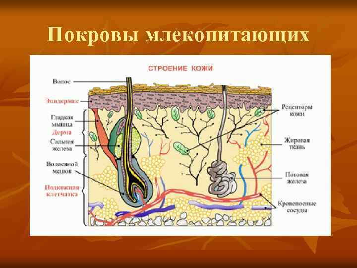 Покровы млекопитающих 