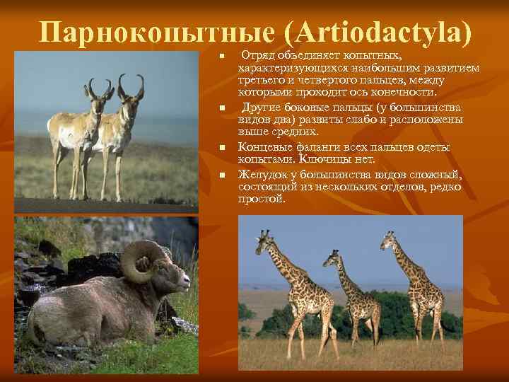 Парнокопытные (Artiodactyla) n n Отряд объединяет копытных, характеризующихся наибольшим развитием третьего и четвертого пальцев,