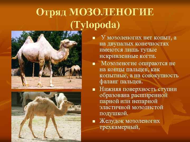 Отряд МОЗОЛЕНОГИЕ (Tylopoda) n n У мозоленогих нет копыт, а на двупалых конечностях имеются