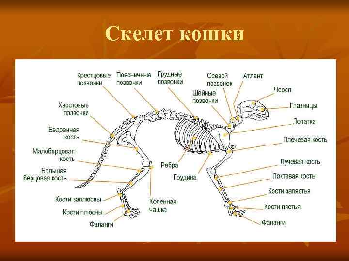 Скелет кошки 