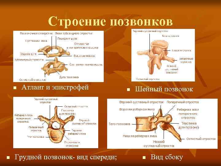 Строение позвонков n n Атлант и эпистрофей Грудной позвонок- вид спереди; n Шейный позвонок