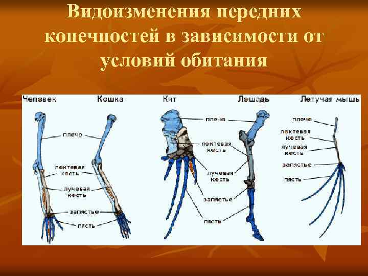 Видоизменения передних конечностей в зависимости от условий обитания 