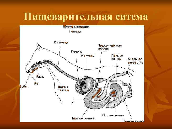 Пищеварительная ситема 