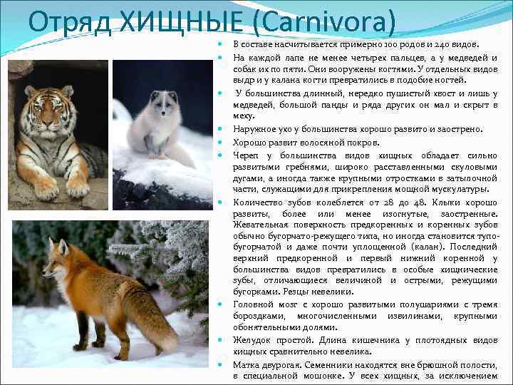 Отряд ХИЩНЫЕ (Carnivora) В составе насчитывается примерно 100 родов и 240 видов. На каждой