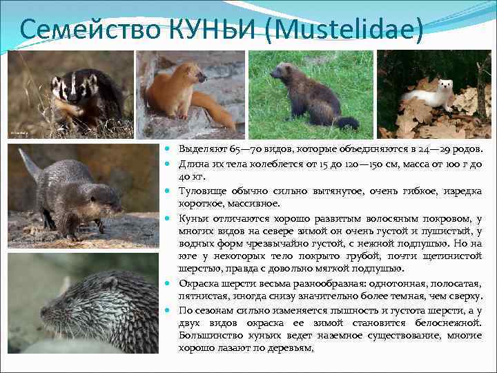 Семейство КУНЬИ (Mustelidae) Выделяют 65— 70 видов, которые объединяются в 24— 29 родов. Длина