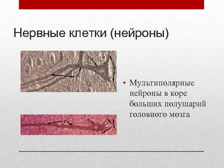 Нервные клетки (нейроны) • Мультиполярные нейроны в коре больших полушарий головного мозга 