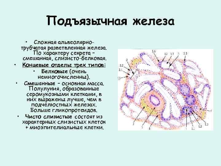 Сложная железа. Подъязычная железа гистология. Концевые отделы подъязычной железы. Подъязычная слюнная железа гистология. Подъязычная слюнная железа источник развития.