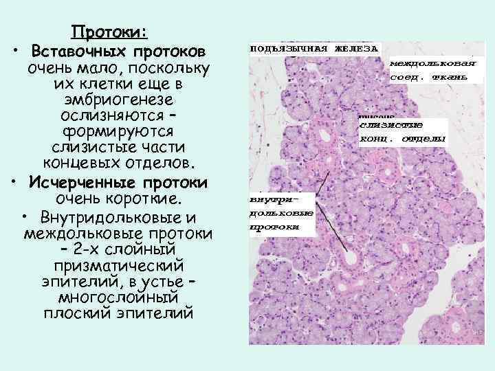 Протоки: • Вставочных протоков очень мало, поскольку их клетки еще в эмбриогенезе ослизняются –