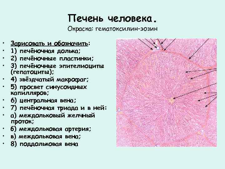 Печень человека. Окраска: гематоксилин-эозин • • • Зарисовать и обозначить: 1) печёночная долька; 2)