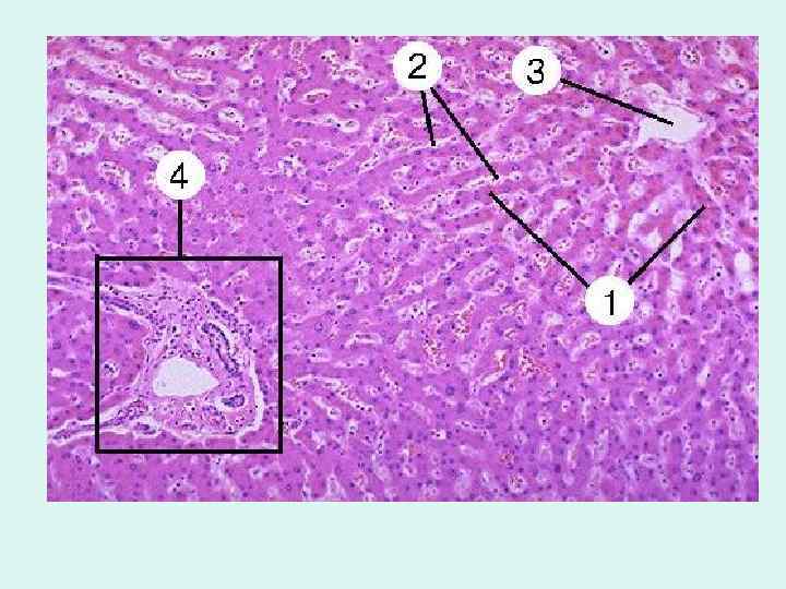 Печень гистология. Центральная Вена печени гистология. Гистология печени гематоксилин. Печеночная Триада гистология. Печеночная балка гистология препарат.