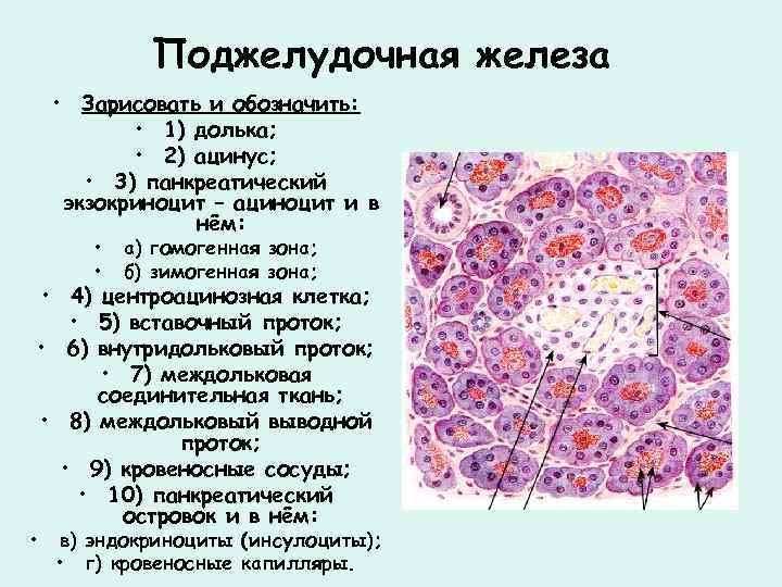 Сложная железа