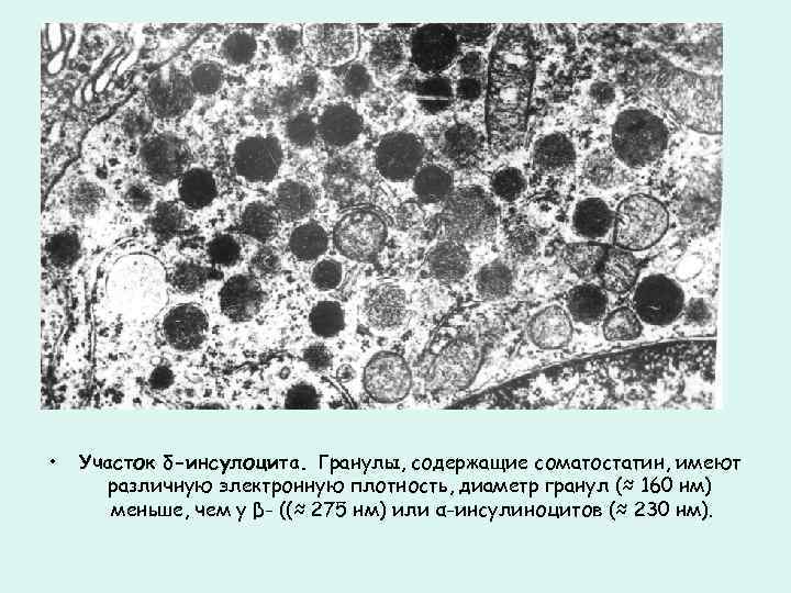  • Участок δ-инсулоцита. Гранулы, содержащие соматостатин, имеют различную электронную плотность, диаметр гранул (≈