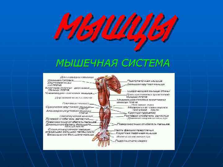 МЫШЦЫ МЫШЕЧНАЯ СИСТЕМА 