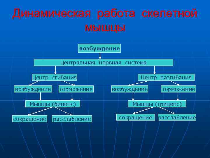 Динамическая работа скелетной мышцы возбуждение Центральная нервная система Центр сгибания возбуждение торможение Мышцы (бицепс)