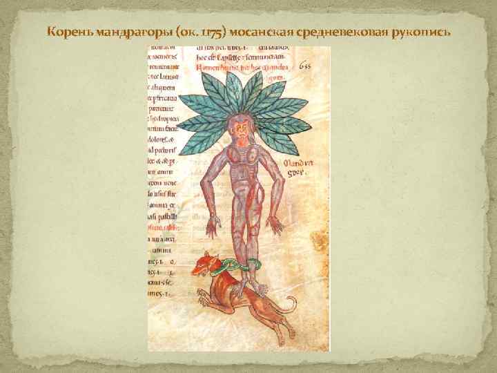 Корень мандрагоры (ок. 1175) мосанская средневековая рукопись 