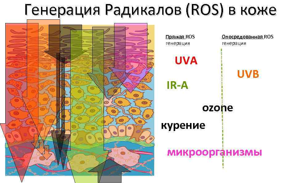 Генерация Радикалов (ROS) в коже Прямая ROS генерация Опосредованная ROS генерация UVA IR-A UVB