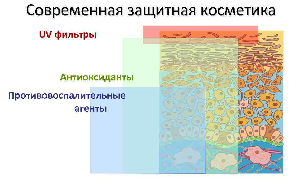 Современная защитная косметика UV фильтры Антиоксиданты Противовоспалительные агенты 