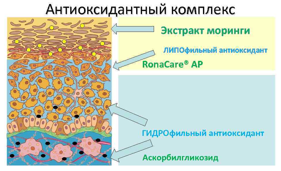 Антиоксидантный комплекс Экстракт моринги ЛИПОфильный антиоксидант Rona. Care® AP ГИДРОфильный антиоксидант Аскорбилгликозид 