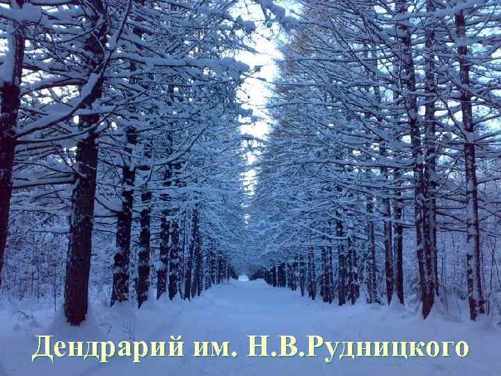 Дендрарий им. Н. В. Рудницкого 