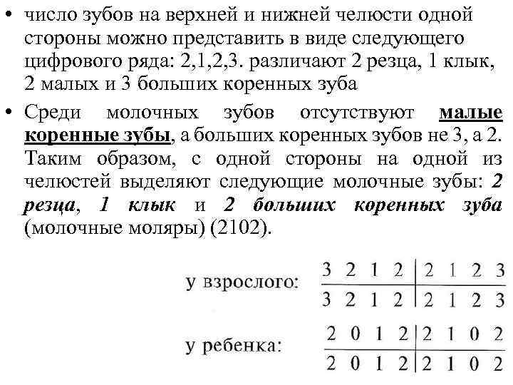  • число зубов на верхней и нижней челюсти одной стороны можно представить в