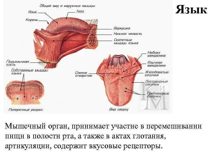 Язык Мышечный орган, принимает участие в перемешивании пищи в полости рта, а также в