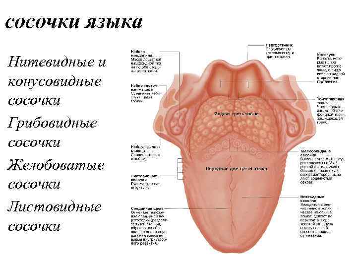 сосочки языка Нитевидные и конусовидные сосочки Грибовидные сосочки Желобоватые сосочки Листовидные сосочки 