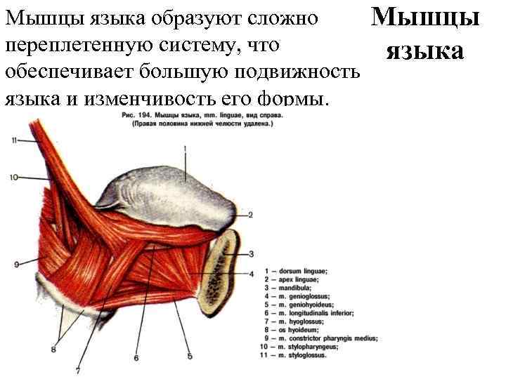 Нарушение мышц языка