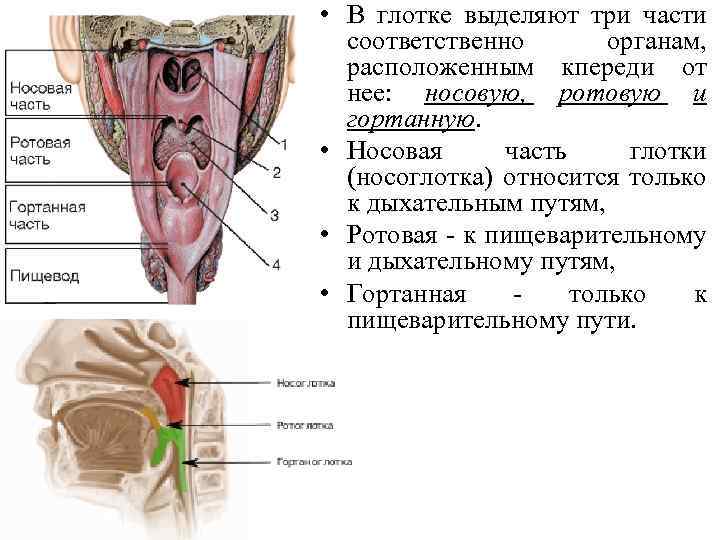  • В глотке выделяют три части соответственно органам, расположенным кпереди от нее: носовую,