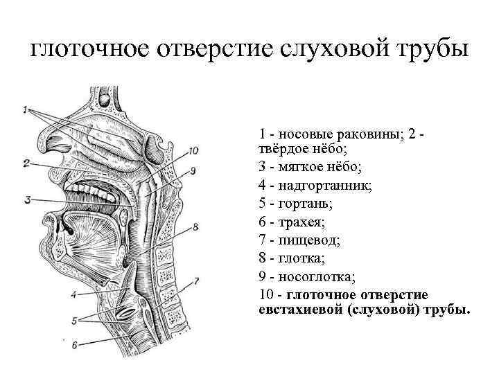 Носоглотка строение таблица