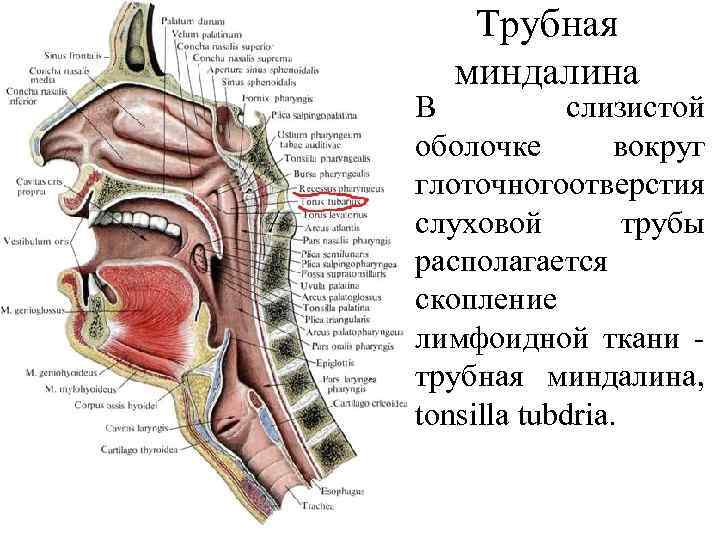 Ротовая полость схема сбоку