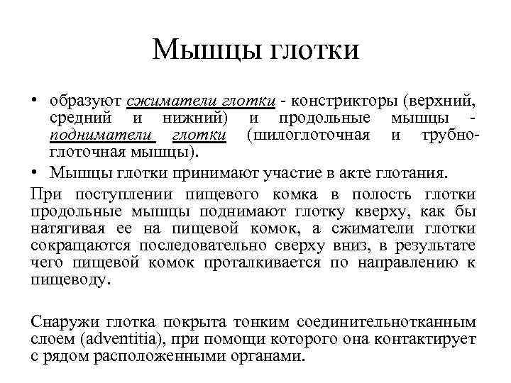 Мышцы глотки • образуют сжиматели глотки констрикторы (верхний, средний и нижний) и продольные мышцы