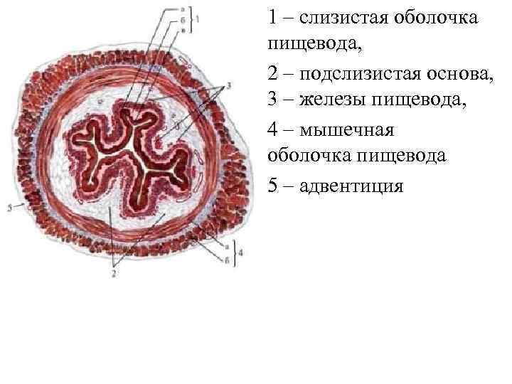 1 – слизистая оболочка пищевода, 2 – подслизистая основа, 3 – железы пищевода, 4
