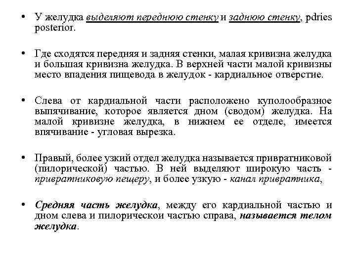  • У желудка выделяют переднюю стенку и заднюю стенку, pdries posterior. • Где