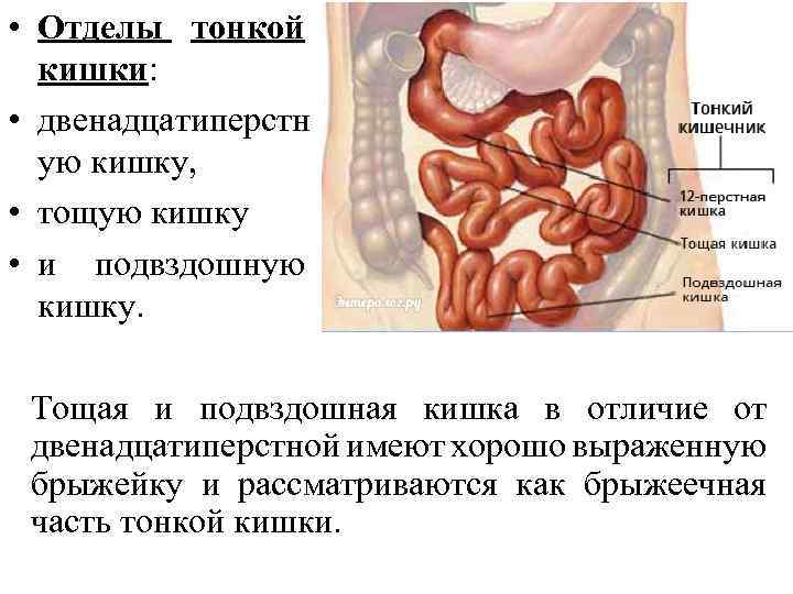  • Отделы тонкой кишки: • двенадцатиперстн ую кишку, • тощую кишку • и