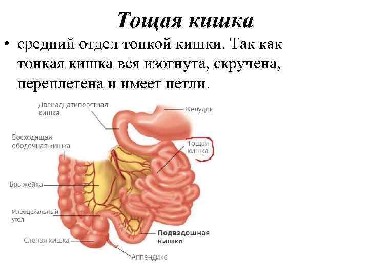 Тощая кишка • средний отдел тонкой кишки. Так как тонкая кишка вся изогнута, скручена,