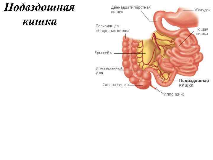 Подвздошная кишка 