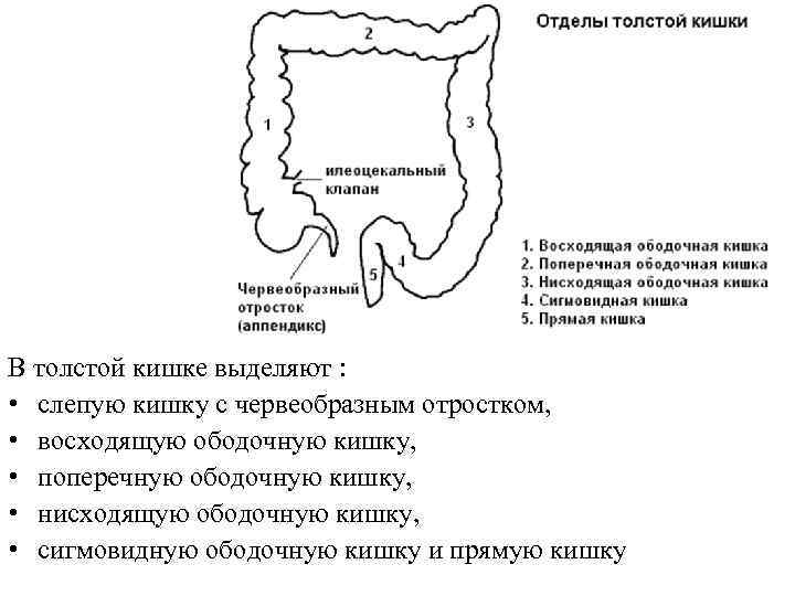 В толстой кишке выделяют : • слепую кишку с червеобразным отростком, • восходящую ободочную