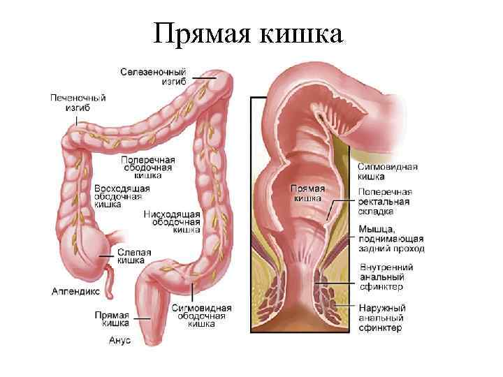 Прямая кишка 