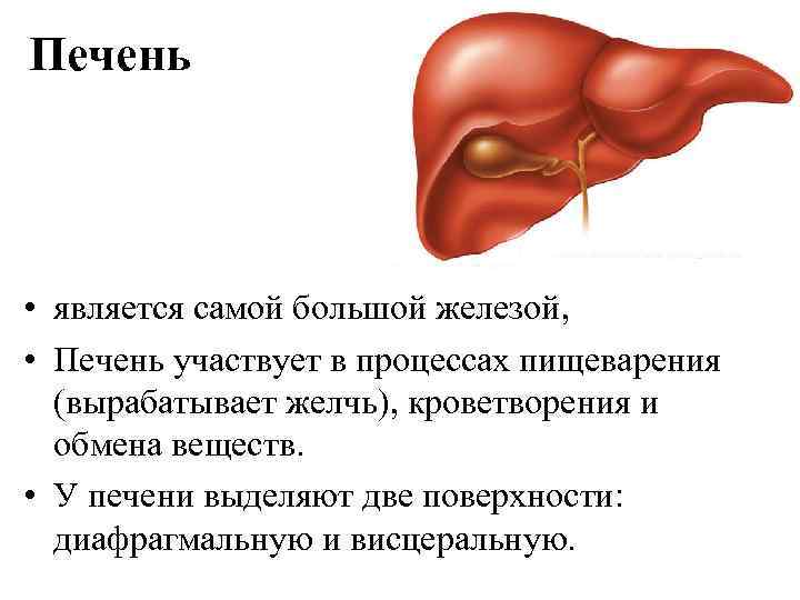 Печень • является самой большой железой, • Печень участвует в процессах пищеварения (вырабатывает желчь),